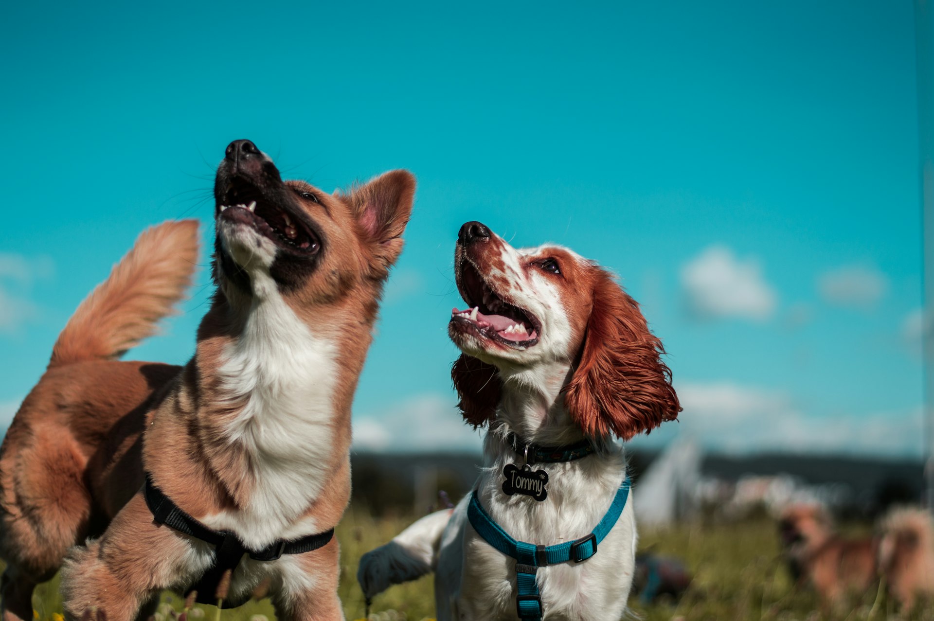 two white and brown dogs